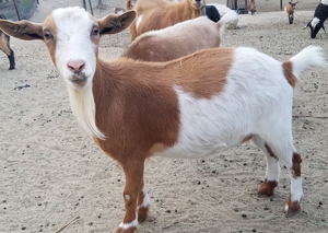 Nigerian Dward dairy goats for sale in NM